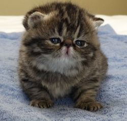 Exotic Shorthair Female Kitten