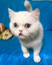 Baby male exotic shorthair