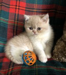 Exotic ShortHair Kittens Available now