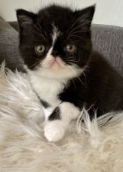 Gorgeous Exotic shorthair available