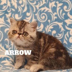 stunning exotic shorthair kitten for sale