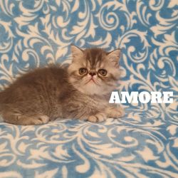 Beautiful Exotic shorthair kitten Available