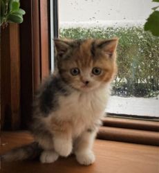 Stunning Exotic Shorthair Kitten