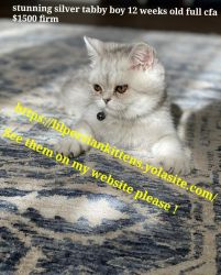 Persian cfa reg kittens omaha nebraska area