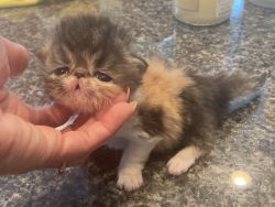 Gorgeous exotic shorthair kittens for sale