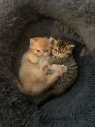 Shorthair kittens for sale