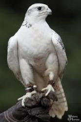Falcon Birds , Gyrfalcons , African Grey Parrots ,