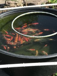 Pond fish for sale