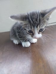 Kitten's for sale