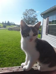 Toby, Male Farm Cat