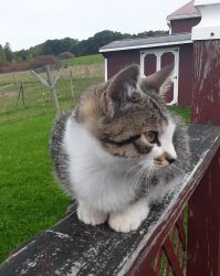 Tippy, Female Farm Cat