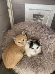 Beautiful Kittens for Sell