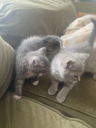 Kittens for sake in Baltimore Maryland