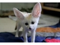 Fennec Foxes for Adoption