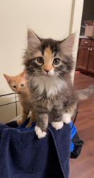 Two wonderful cats for sale