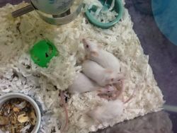 Fancy mice looking for loving home