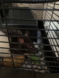Two male rat’s in need of home!!
