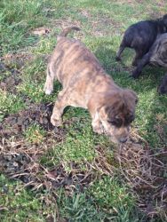 mountain cur and feist mix