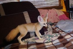 Well trained Fennec Foxes
