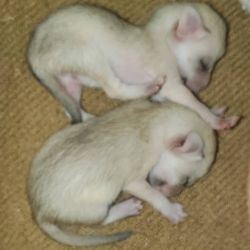 I have a litter of 1 male and 2 female Fennec Foxes available