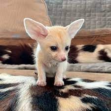 Get your adorable 12 weeks Fennec foxes