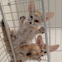 Fennec Foxes For Sale
