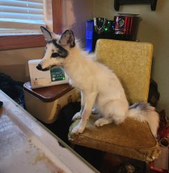 Female Marble Fox For Sale