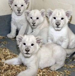 White Lion Cubs For Sale