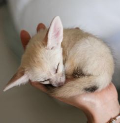 Awesome Male & Female Fennec Fox For Caring Homes ONLY