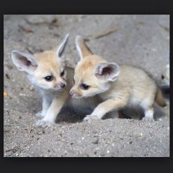 Pure Breed Fennec Fox For Sale