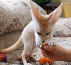 Friendly Fennec Fox