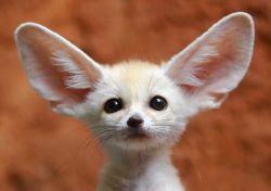 Male and female fennec fox