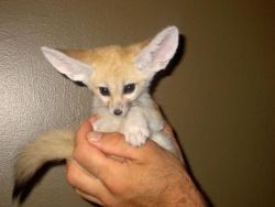Fred! Male And Female Fennec Fox