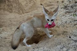 beautiful Fennec Fox for adoption