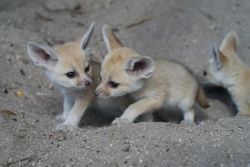 Adorable Fennec Foxes for sale