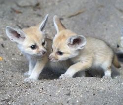 Adorable Male And Female Fennec Fox