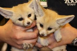 Male And Female Fennec Fox