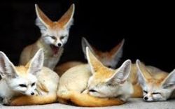 Fennec Fox available.