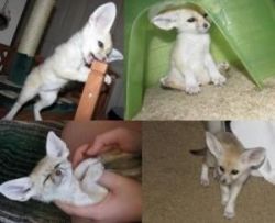Affordable Fennec Fox Babies Available