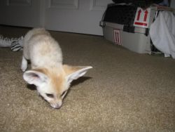 Fantastic Male And Female Fennec Fox For Sale