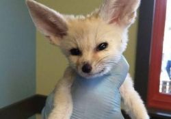 Home Raised Fennec Foxes Kits For Sale .