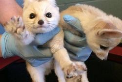 100 % Healthy Fennec Fox Kits For Sale