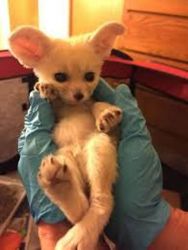 Babies Fennec Fox Now Looking For New Home