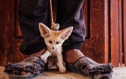 Fennec Fox Available For Good Homes