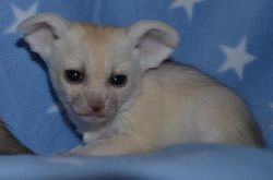 Fennec foxes for sale