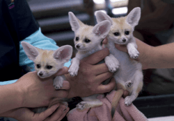Cuddly Baby Fennec Fox Kits For Sale- xxx-xxx-xxxx