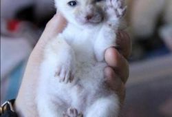 Cute Baby Fennec Fox Available - xxx-xxx-xxxx