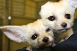 baby fennec fox looking for a new home