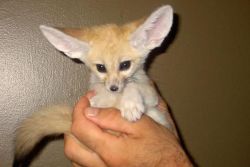 Cute Male And Female Fennec Fox For Rehoming