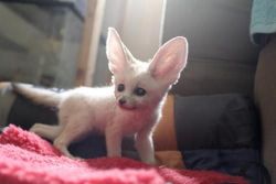 Usda License Male And Female Baby Fennec Foxes